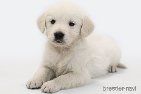 成約済の神奈川県のゴールデンレトリーバー-359915の1枚目